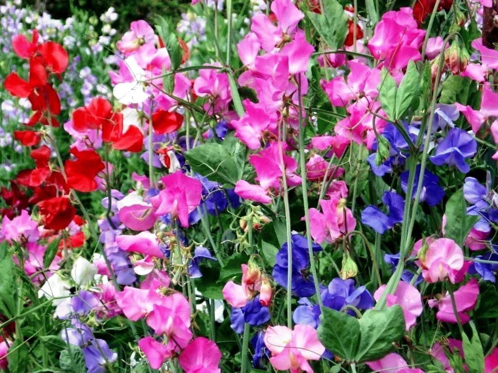 Mixed Sweet Pea Flower Seeds for Planting – Heirloom, Non-GMO, Premium Quality, High Germination