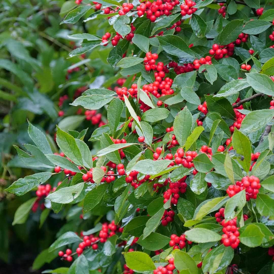 Ilex Verticillata fruit seeds for planting - Heirloom & Non-GMO Garden seeds