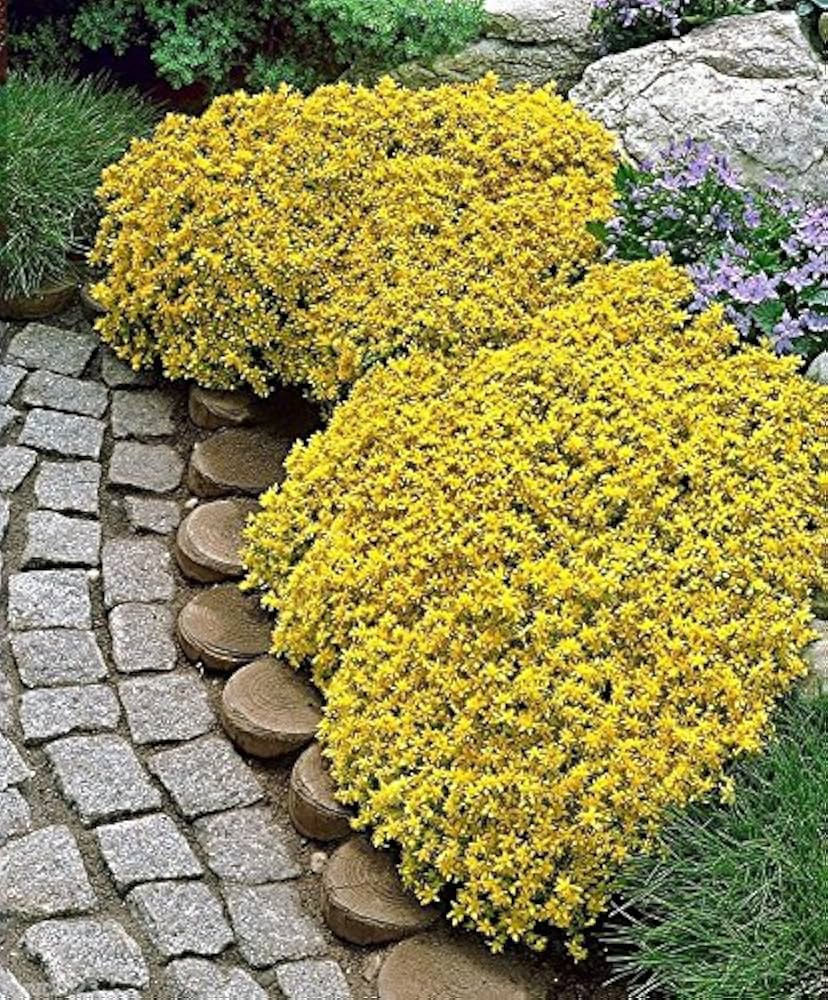 Yellow Sedum Flower Seeds for Planting | Heirloom Non-GMO High Germination Organic Garden Seeds