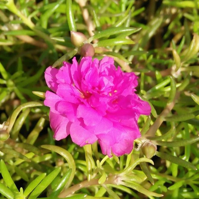Flower Seeds, Seeds,Seeds For Planting,Plant Seeds