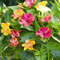 Mirabilis Jalapa Flower Seeds for Planting – Heirloom, Non-GMO, High Germination Garden Seeds