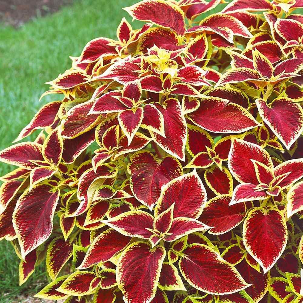 Flower Seeds, Seeds,Seeds For Planting,Plant Seeds