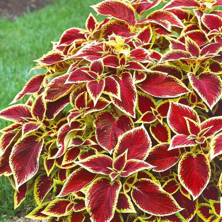 Flower Seeds, Seeds,Seeds For Planting,Plant Seeds