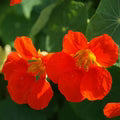 Orange Nasturtium Flower Seeds for Planting – Heirloom, Non-GMO, High Germination Organic Garden Seeds