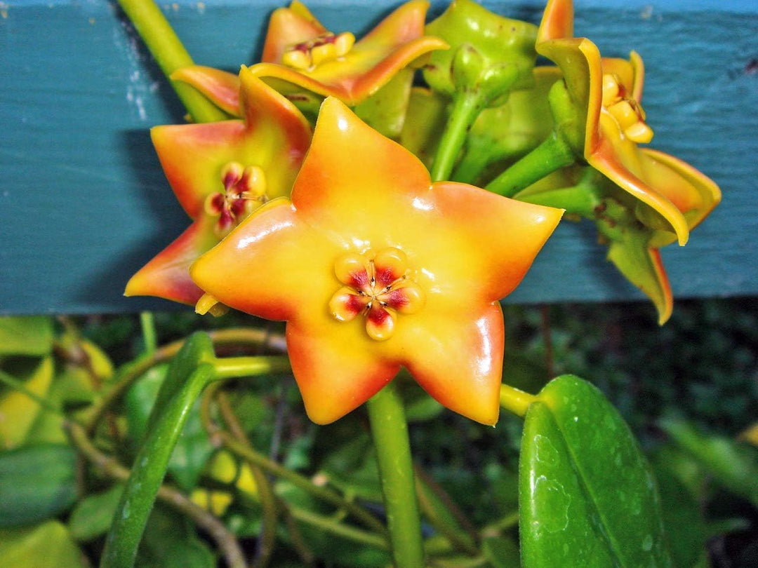 Flower Seeds, Seeds,Seeds For Planting,Plant Seeds