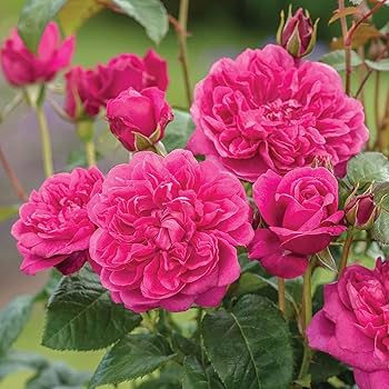 Climbing Rose Seeds for Planting Dark Pink – Long Bloom Season, Heirloom, Non-GMO, High Germination Organic Garden Seeds