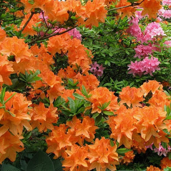 Orange Azalea Flower Seeds for Planting – Heirloom, Non-GMO, High Germination Organic Garden Seeds