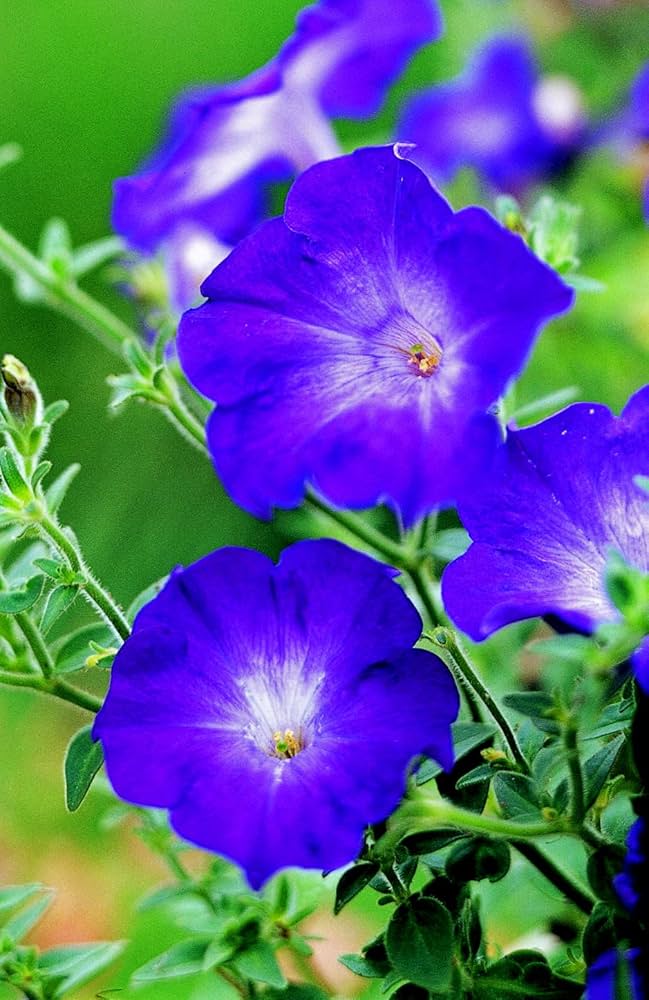 Deep Blue Petunia Flower Seeds for Planting – Heirloom, Non-GMO, High Germination, Easy to Grow