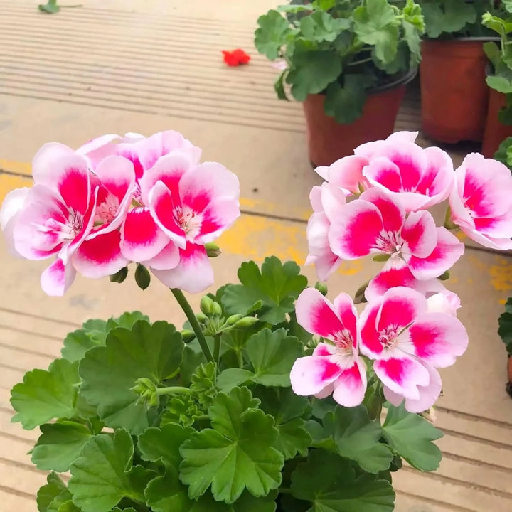 Geranium Pelargonium Seeds for Planting Pink White – Heirloom, Non-GMO, High Germination Organic Garden Seeds