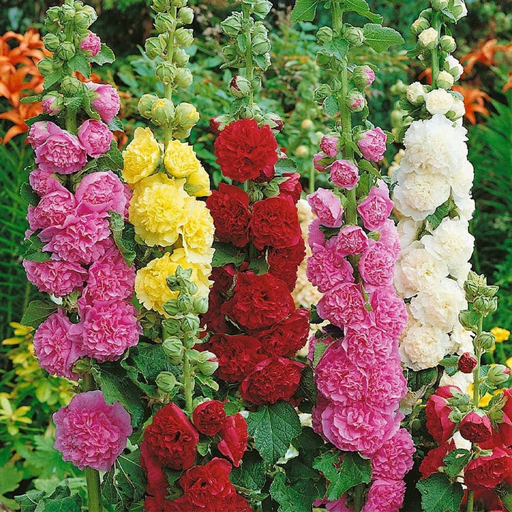 Althaea Rosea Flower Seeds for Planting Mixed Colors – Garden Favorite, Heirloom, Non-GMO, High Germination Organic Garden Seeds