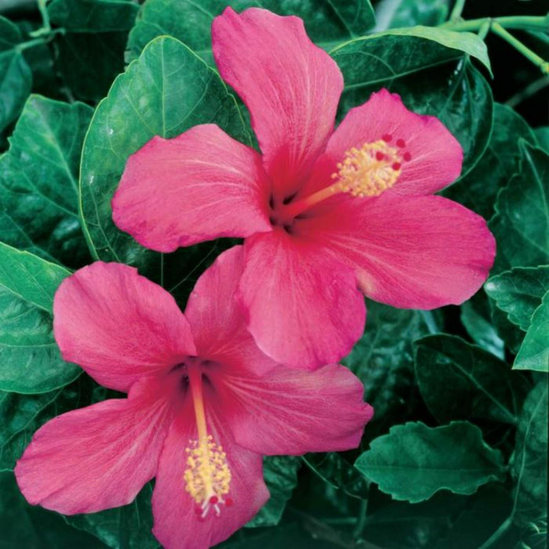 Thick Pink Hibiscus Flower Seeds for Planting - Heirloom, Non-GMO, High Germination Organic Garden Seeds
