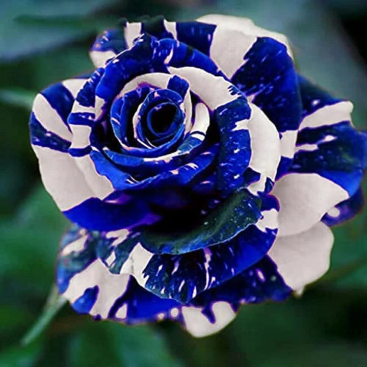 Tiger Stripe Blue Rose Flower Seeds for Planting – Heirloom, Non-GMO, High Germination Organic Garden Seeds