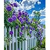 Violet Climbing Rose Flower Seeds – Heirloom, Non-GMO, High Germination Organic Garden Seeds for Planting Cut Flower Gardens