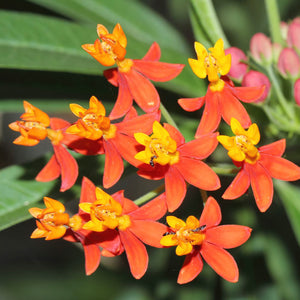 Flower Seeds, Seeds,Seeds For Planting,Plant Seeds