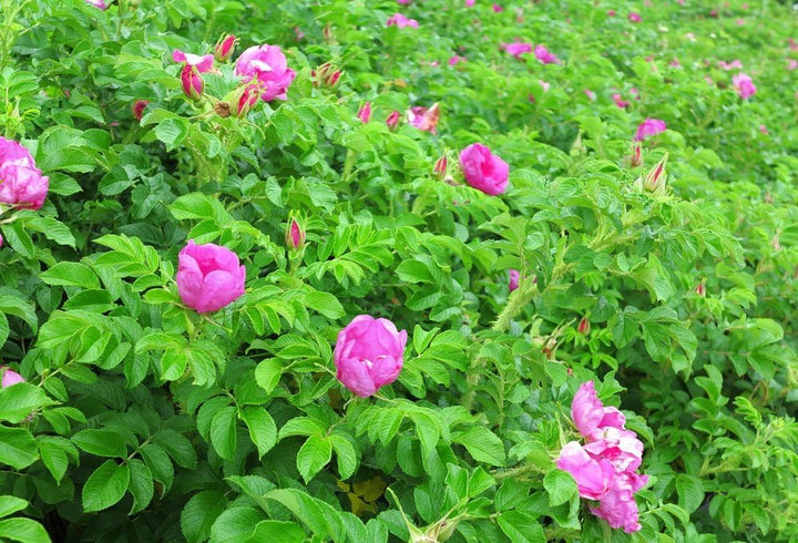 Flower Seeds, Seeds,Seeds For Planting,Plant Seeds