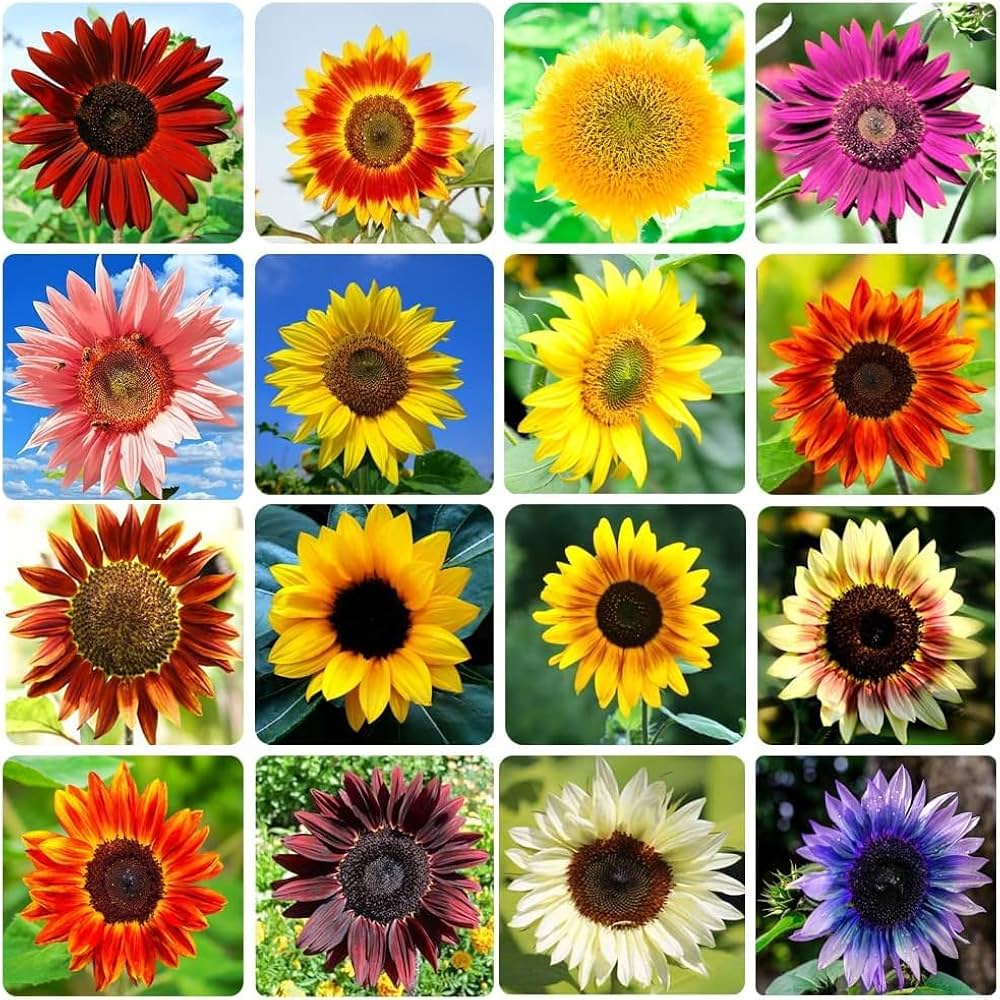 Sunflower Seeds for Planting Multi-Coloured – Heirloom, Non-GMO, High Germination Organic Garden Seeds