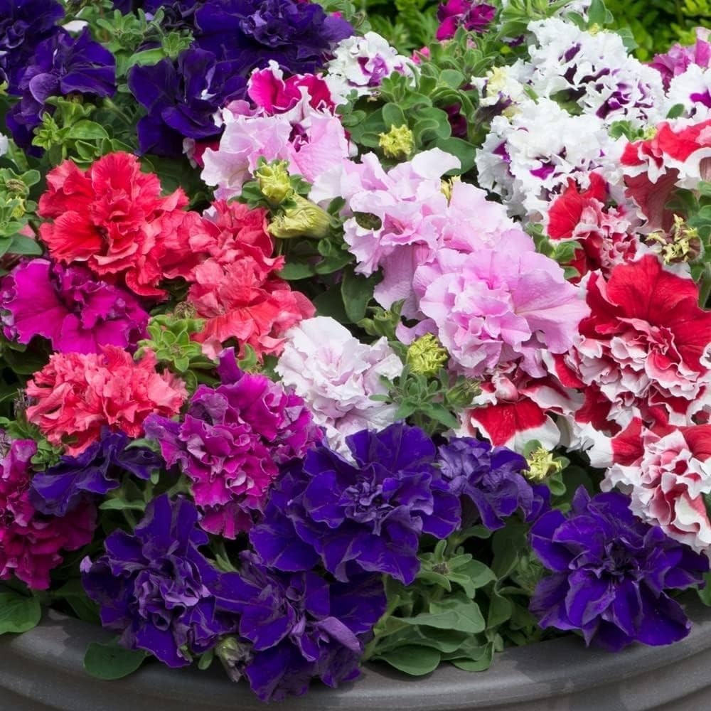 Mixed Colour Double Petunia Seeds for Planting – Heirloom, Non-GMO, High Germination Vibrant Blooms