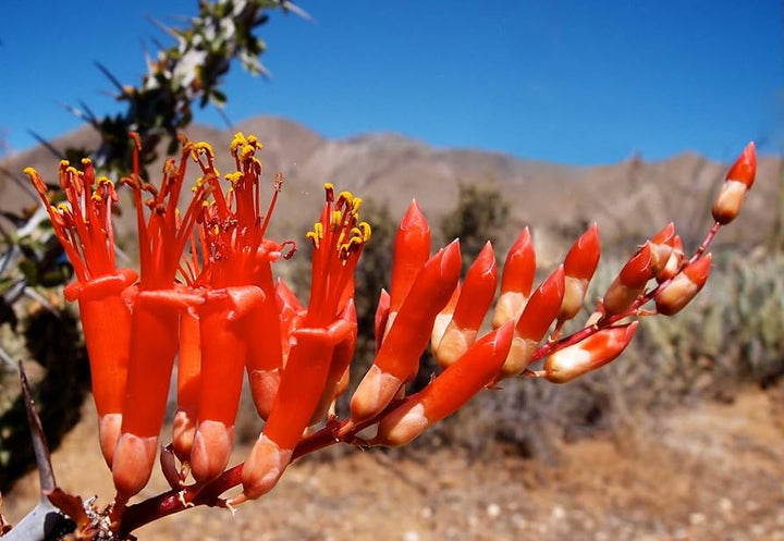 Ocotillo Fouquieria Splendens Flower Seeds for Planting | Heirloom Non-GMO High Germination Seeds