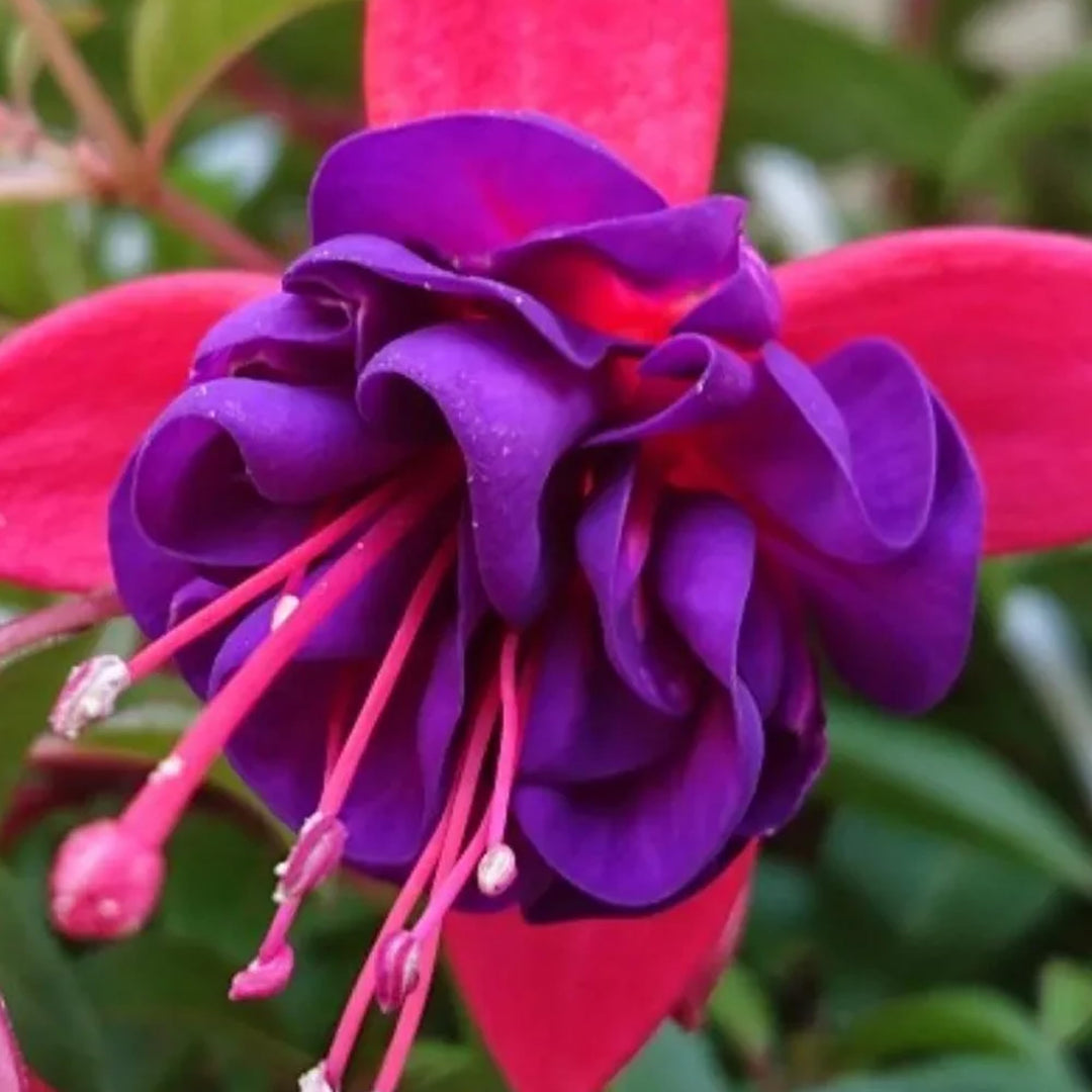 Purple Red Double Petals Fuchsia Seeds for Planting | Heirloom Non-GMO High Germination