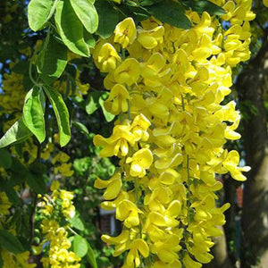 Flower Seeds, Seeds,Seeds For Planting,Plant Seeds