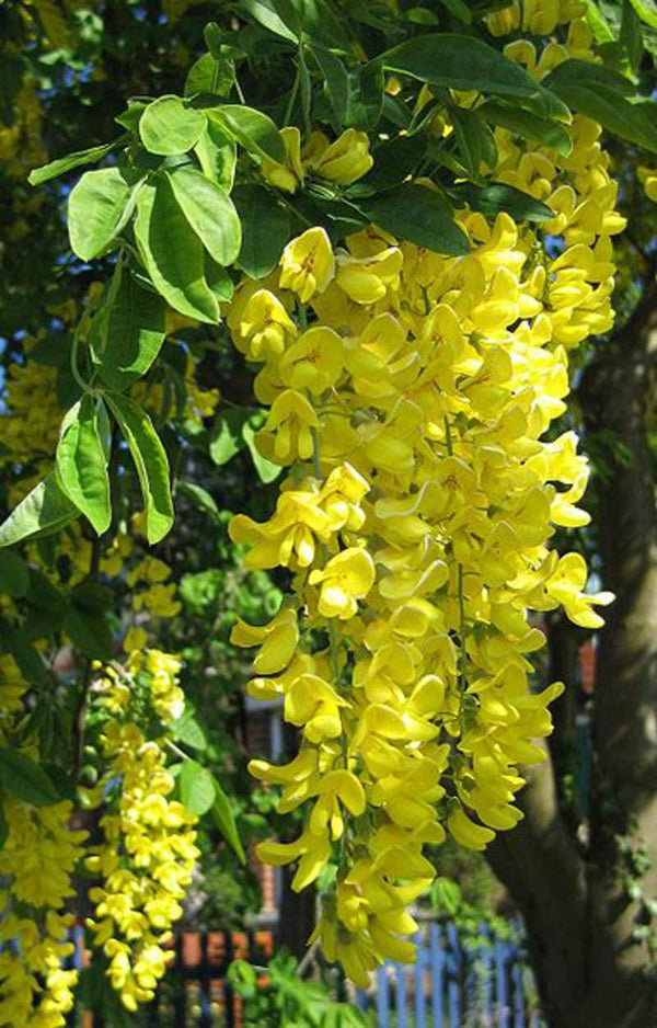 Flower Seeds, Seeds,Seeds For Planting,Plant Seeds