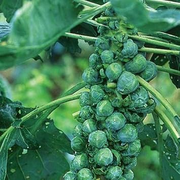 Vegetable Seeds,Garden seeds, Seeds For Planting,Plant Seeds