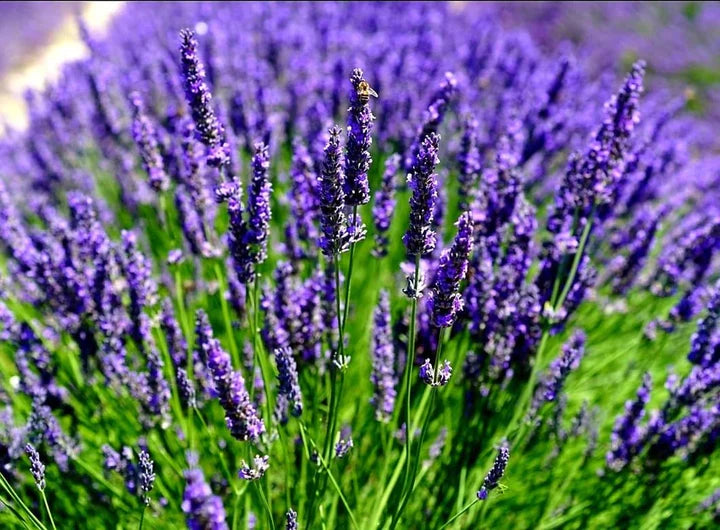 Purple Lavandula Angustifolia Lavender Herb Seeds for Planting – Heirloom, Non-GMO, Organic Garden Seeds with High Germination