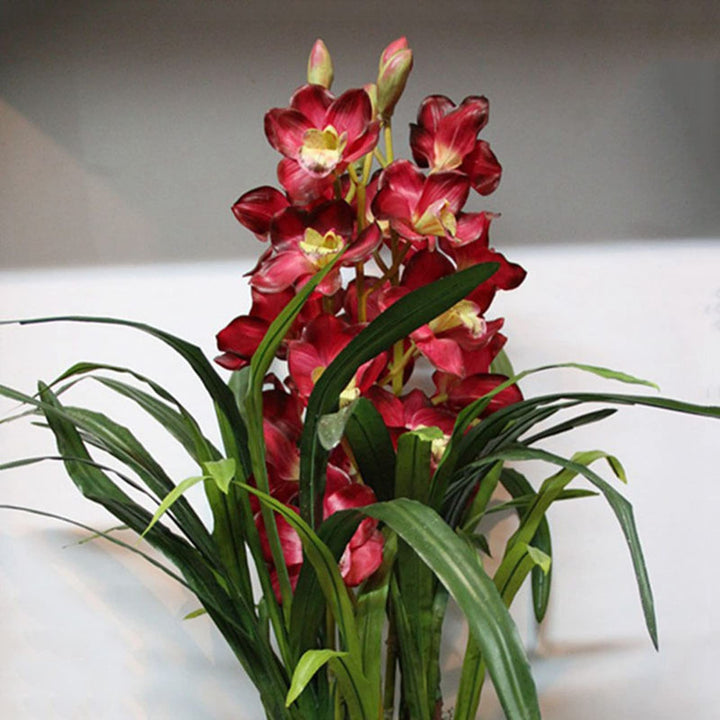 Cymbidium Orchid Flower Seeds for Planting – Heirloom, Non-GMO, High Germination Organic Garden Seeds for Home & Cut Flower Gardens