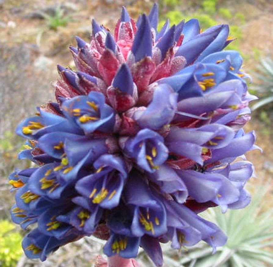 Blue Puya Venusta Flower Seeds for Planting | Heirloom Non-GMO High Germination Organic Garden Seeds
