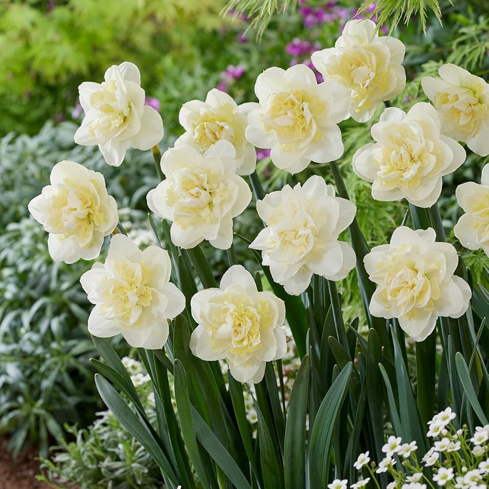 Cream Narcissus Flower Seeds for Planting – Heirloom, Non-GMO, Pollinator Friendly, High Germination
