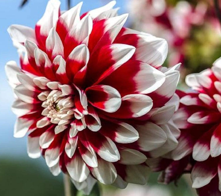 Flower Seeds, Seeds,Seeds For Planting,Plant Seeds
