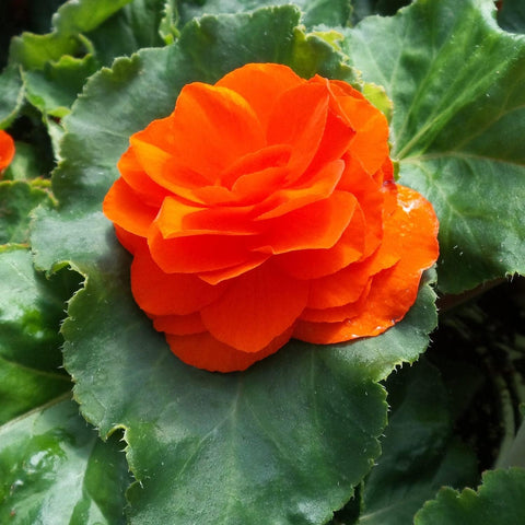 Flower Seeds, Seeds,Seeds For Planting,Plant Seeds