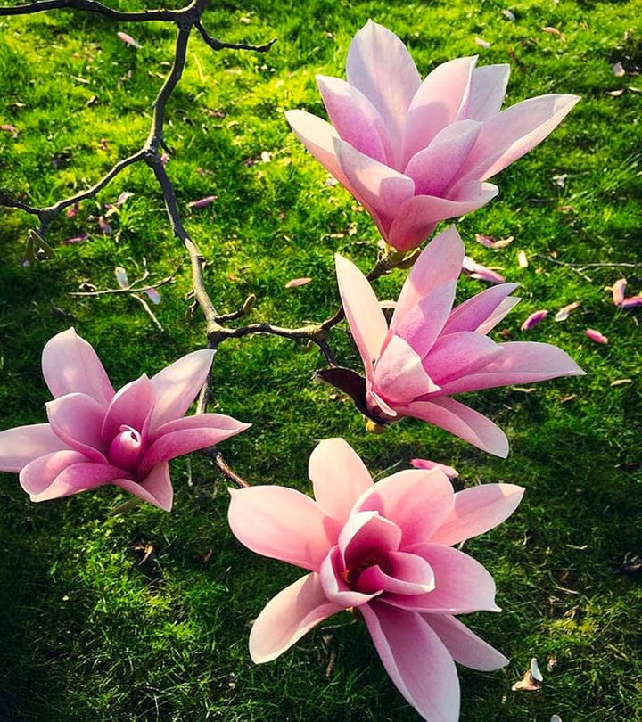 Baby Pink Yulan Flower Seeds for Planting – Heirloom Non-GMO, High Germination Organic Garden Seeds