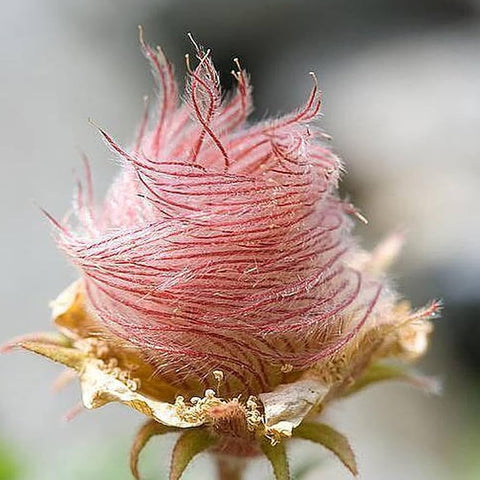 Flower Seeds, Seeds,Seeds For Planting,Plant Seeds