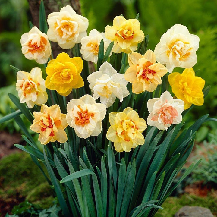 Mixed Double Petals Narcissus Daffodil Seeds for Planting – Heirloom Non-GMO High Germination Organic Garden Seeds