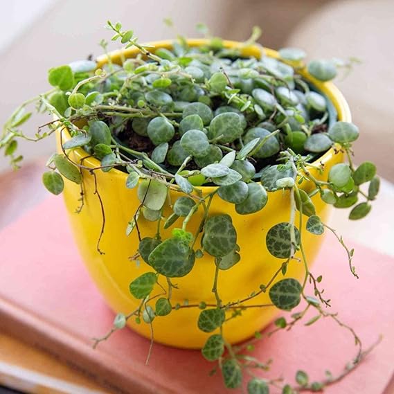 Peperomia Prostrata Seeds for Planting - Heirloom, Non-GMO, High Germination, Organic Garden Seeds
