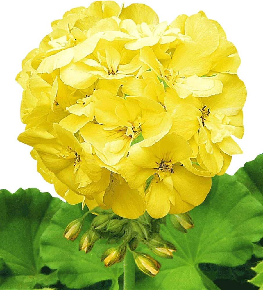 Yellow Climbing Geranium Flower Seeds for Planting – Ideal for Borders Heirloom Non-GMO High Germination Organic Seeds