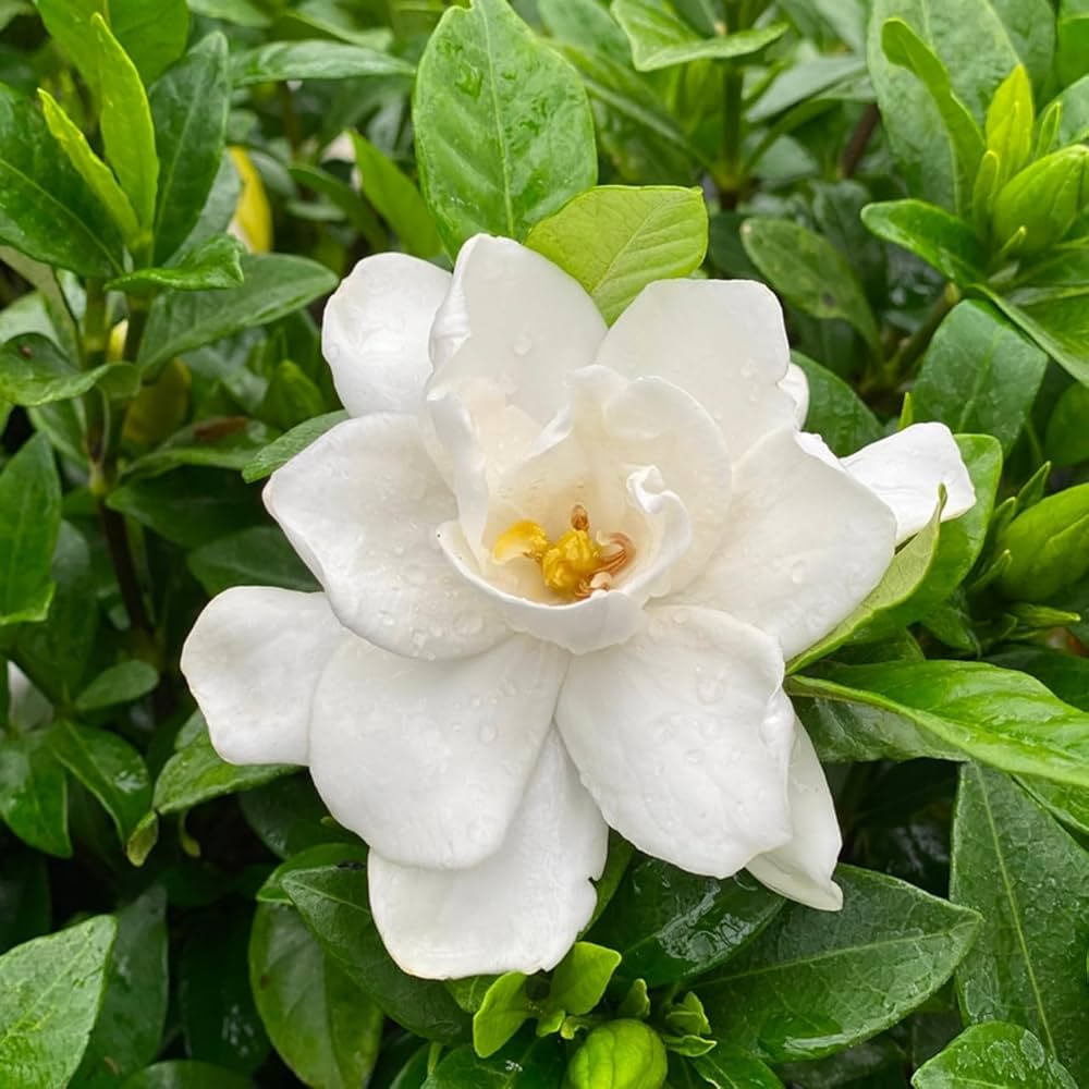 planting gardenia seeds Gardenia Flower Seeds for Planting – Heirloom, Non-GMO, High Germinati –  Earthechoseeds
