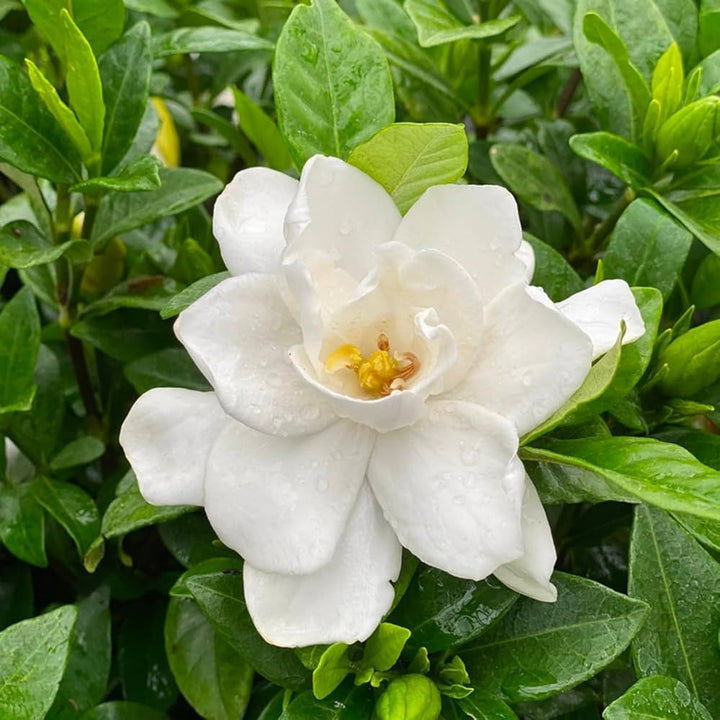Gardenia Flower Seeds for Planting – Heirloom, Non-GMO, High Germination Organic Garden Seeds