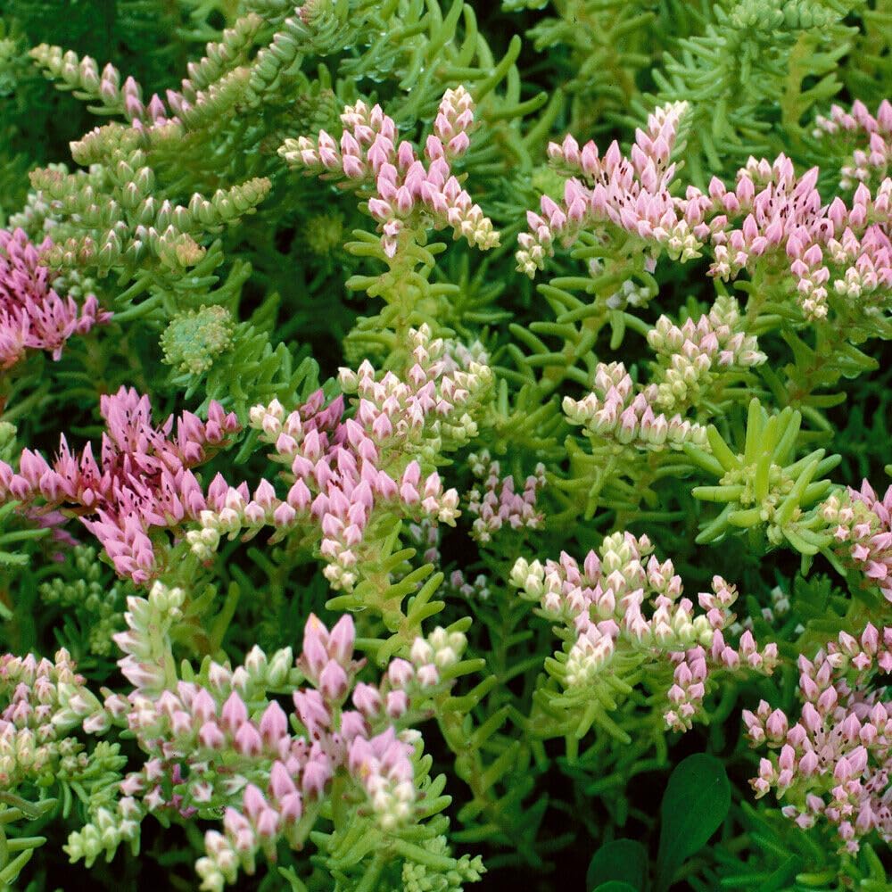 Flower Seeds, Seeds,Seeds For Planting,Plant Seeds