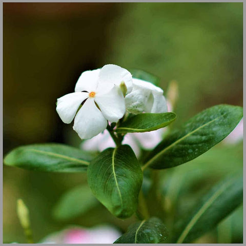 Flower Seeds, Seeds,Seeds For Planting,Plant Seeds
