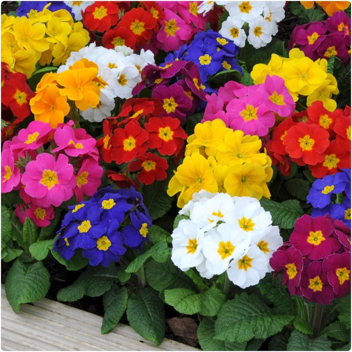 Mixed Colour Primula Flower Seeds for Planting – Heirloom, Non-GMO, High Germination Organic Garden Seeds