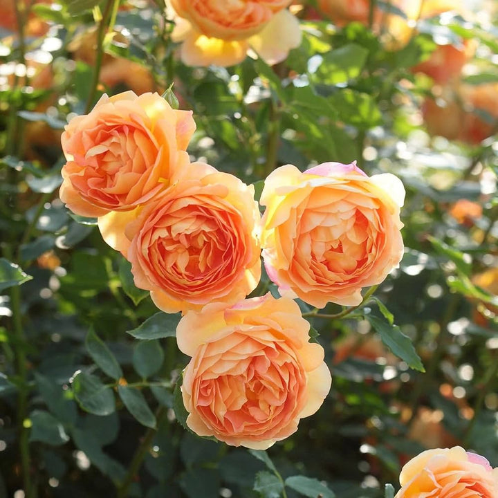 Orange Climbing Rose Flower seeds for Planting – Fragrant Blossoms, Heirloom, Non-GMO Seeds