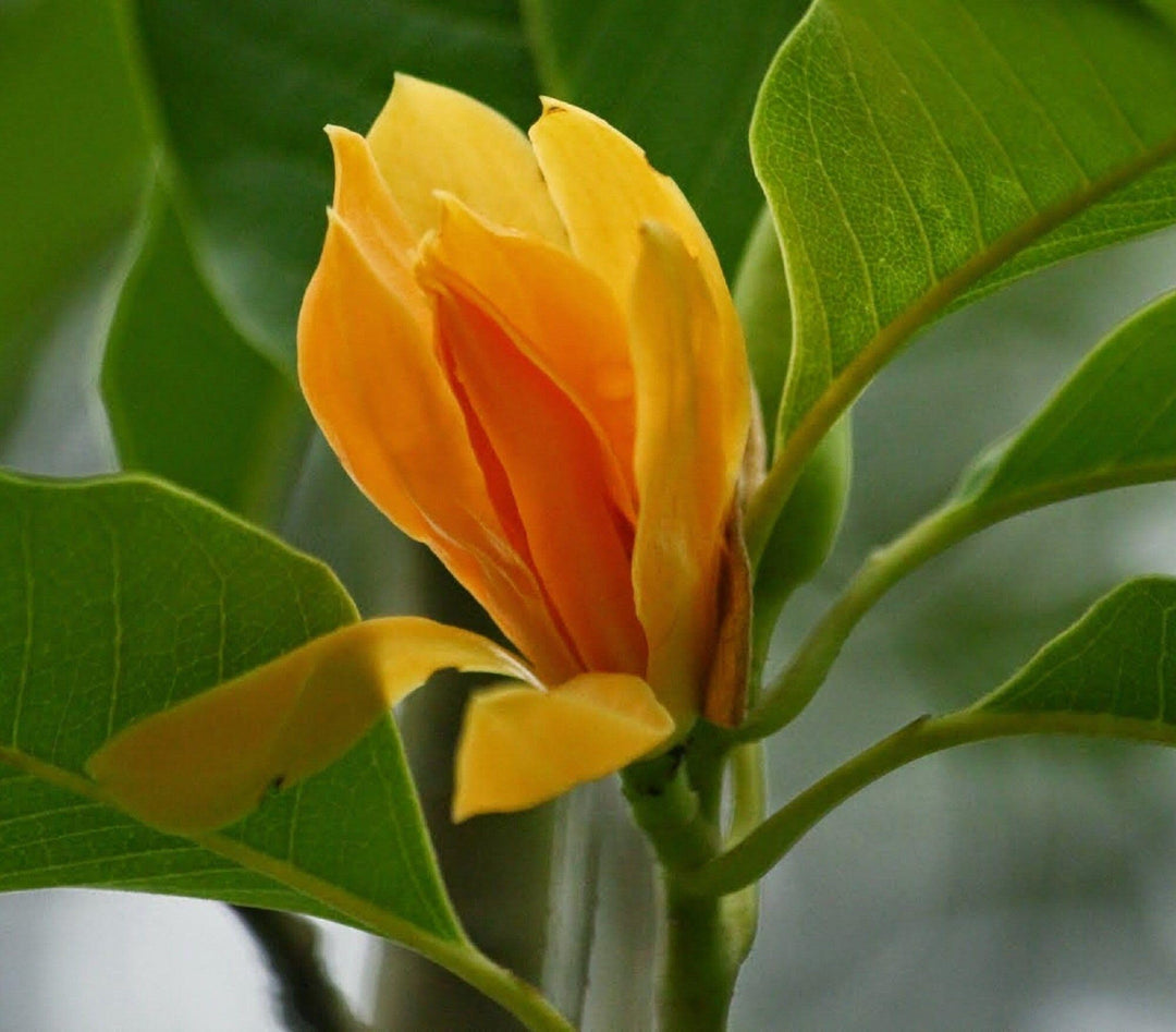 Yellow Fragrant Flower Seeds for Planting – Heirloom Non-GMO, High Germination Organic Garden Seeds