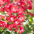 Red Penstemon Hartwegii Flower Seeds for Planting – Heirloom, Non-GMO, High Germination Organic Garden Seeds