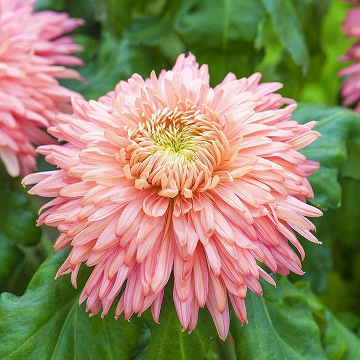 Flower Seeds, Seeds,Seeds For Planting,Plant Seeds