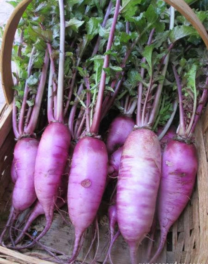 Purple Radish Vegetable Seeds for Planting – Heirloom &amp; Non-GMO Seeds for Crisp, Colorful Salads
