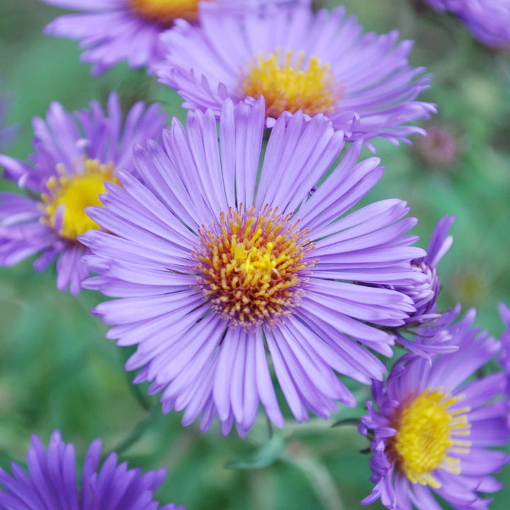 Flower Seeds, Seeds,Seeds For Planting,Plant Seeds