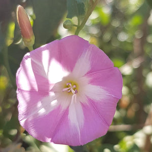 Flower Seeds, Seeds,Seeds For Planting,Plant Seeds