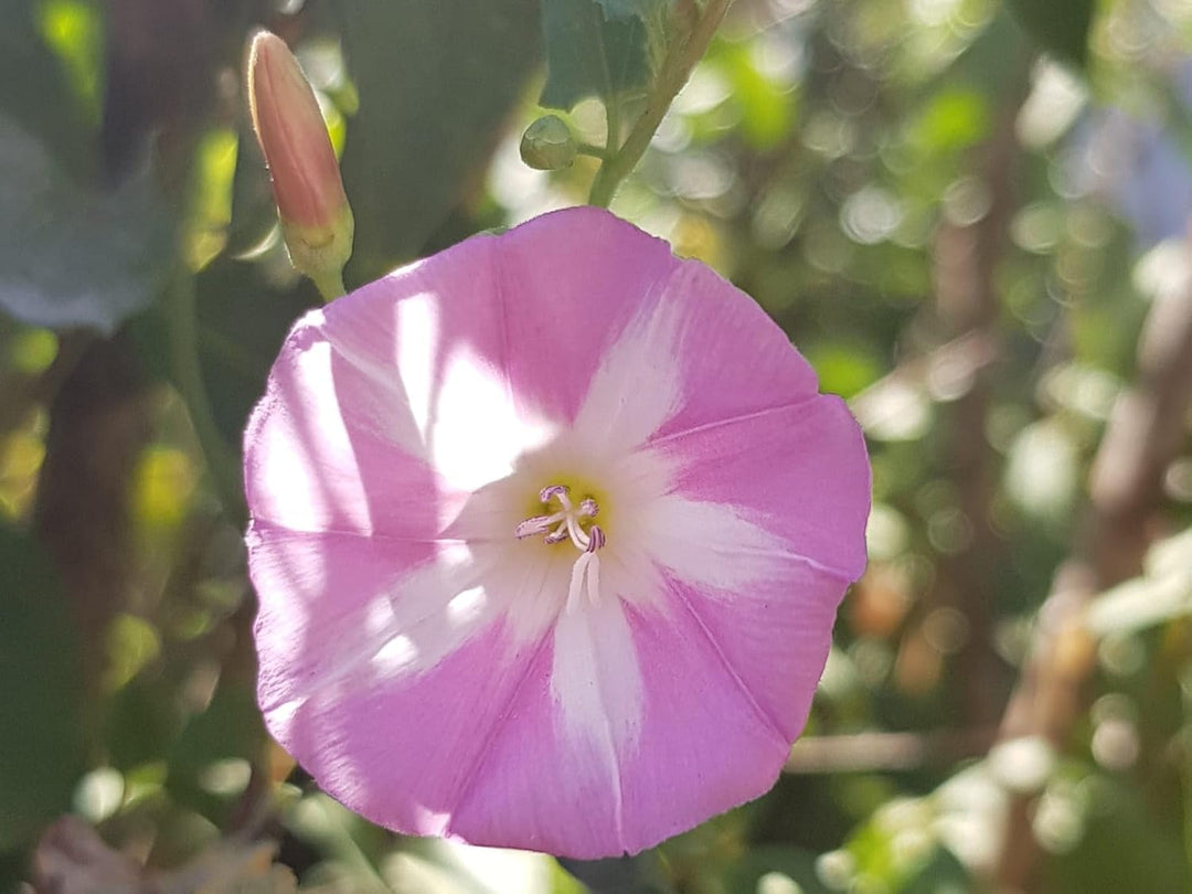 Flower Seeds, Seeds,Seeds For Planting,Plant Seeds